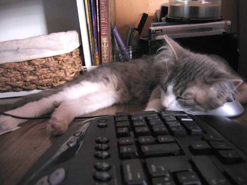 C'est trop dur une vie de chat!
