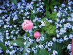 Tulipes et bleuets