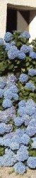 Hortensias